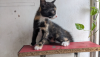 Mix Breed Female Cat Kitten